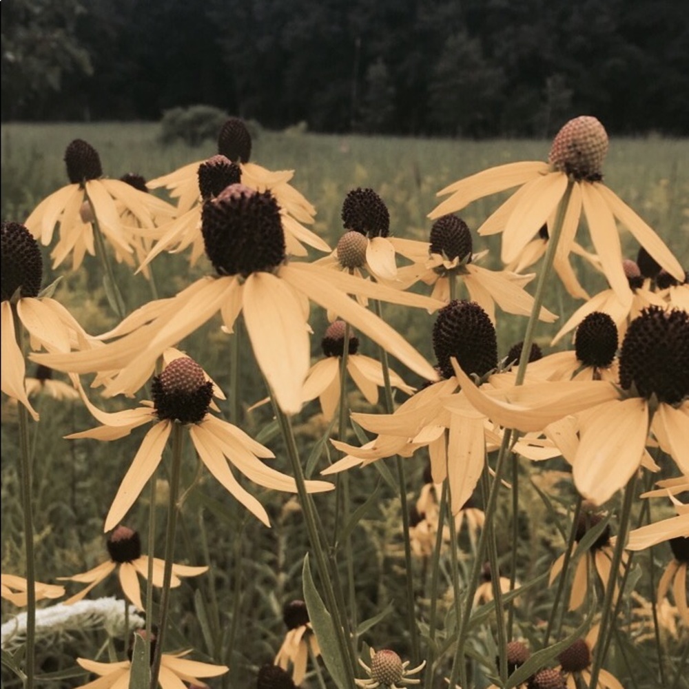 Meet your Posher, Ilona